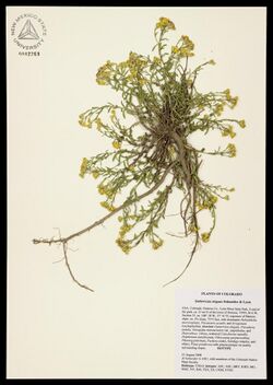 Gutierrezia elegans - Flickr - aspidoscelis.jpg