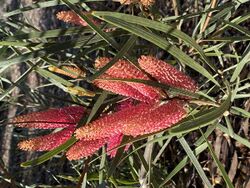 Hakea grammatophylla.jpg