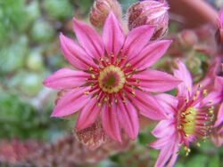 Hen and Chicks Flower.jpg