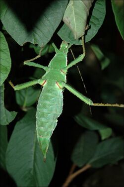 Heteropteryx dilatata 0010b L.D.jpg