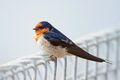 Hirundo neoxena risdon.jpg