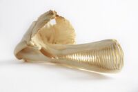 Dolphin skull with white background