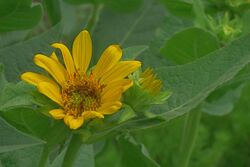 J20160505-0014—Wyethia elata—RPBG (26334804104).jpg