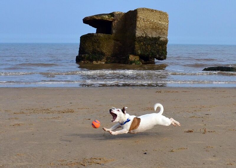 File:Jack Russell Terrier Eddi at the beach.JPG