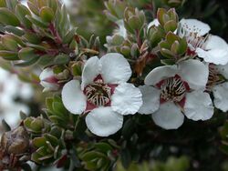 L. lanigerum flowers.jpg