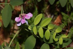 Lathyrus polyphyllus 4881.JPG