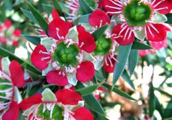 Leptospermum spectabile.jpg