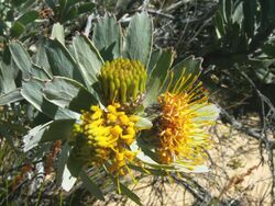 Leucospermum rodolentum Rebelo 2.jpg