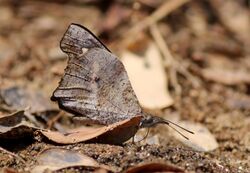 Lobed Beak Butterfly mudpuddling in Chinnar WLS Kerala (3).jpg