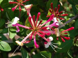 Lonicera periclymenum Luc Viatour.JPG