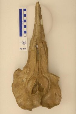 Lophocetus sp skull.jpg
