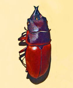 Lucanidae - Prosopocoilus tragulus.JPG