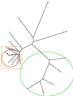 MIF4GD Orthologs Unrooted Phylogenetic Tree.pdf