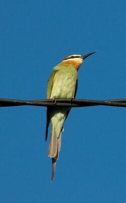 Madagascar bee eater.jpg