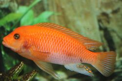 Male Red Zebra Cichlid.JPG