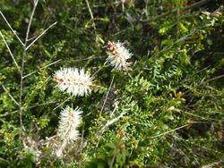 Melaleuca incana incana (leaves, flowers).JPG