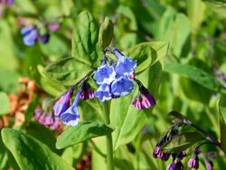 Mertensia virginica.bbg.jpg