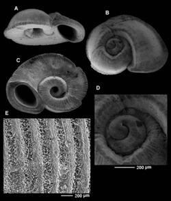 Moerchia deformata (MNHN-IM-2000-27247).jpeg