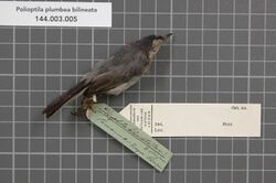 Naturalis Biodiversity Center - RMNH.AVES.139408 1 - Polioptila plumbea bilineata (Bonaparte, 1851) - Sylviidae - bird skin specimen.jpeg