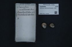 Naturalis Biodiversity Center - RMNH.MOL.142845 - Clanculus waltonae Sowerby, 1892 - Trochidae - Mollusc shell.jpeg