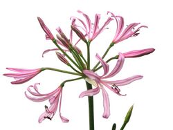 Nerine Krigei.jpg