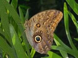 Owl - Caligo illioneus-3.JPG