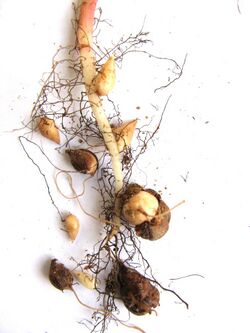 Oxalis pes-caprae root.JPG