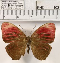 Paralaxita telesia boulleti female dorsal.JPG