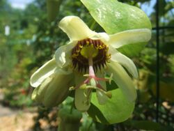 Passiflora yucatanensis2.jpg