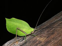 Peruvian Leaf Katydid.jpg