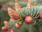 Small spruce cones