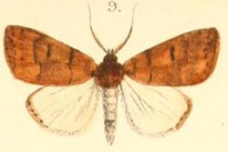 Pl.03-09-Gelastocera castanea (Moore, 1879) (Beara).JPG