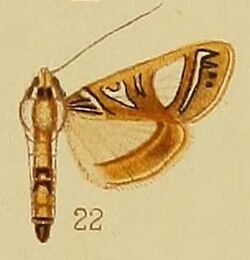 Pl.41-fig.22-Glyphodes boseae Saalmüller, 1880 (syn.G.mayottalis).JPG