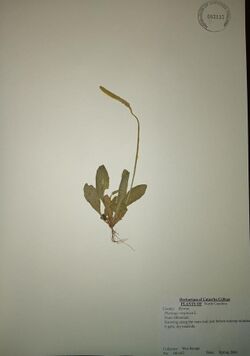 Plantago virginica specimen from the Catawba College Herbarium. Shows a plane white sheet with a dried P. virginica specimen on it. It has a leafy lower section, with long outgrowths with dried flowers in a near-cylindrical shape at the top. It takes up around a quarter of the sheet in the middle, leaving a large amount of blank room on the sheet.