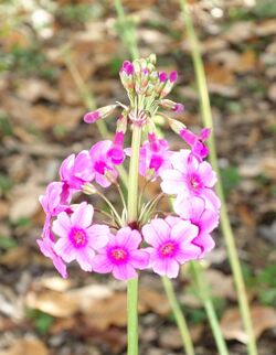 Primula poissonii - Quarryhill Botanical Garden - DSC03730.JPG