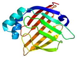 Structure of one of the FAB proteins known as Heart-type fatty acid binding protein.