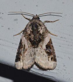 Pseudeustrotia carneola - Pink-barred Lithacodia Moth (14388853243).jpg
