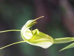 Pterostylis russellii.jpg