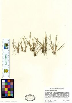 Puccinellia simplex dupl. UC1540222 (20934240859).jpg