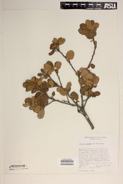 File:Quercus greggii.jpg
