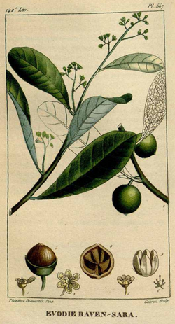 Ravensara aromatica.png