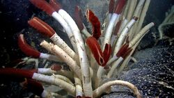 Riftia tube worms Galapagos 2011.jpg