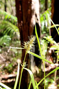 Scleria ciliaris litchfield.jpg