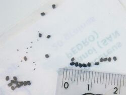 Seeds SanPedro (E. pachanoi).JPG