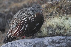 Snow Partridge Tungnath Uttarakhand India 01.12.2015.jpg