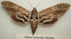 Sphinx ermitoides sjh.JPG