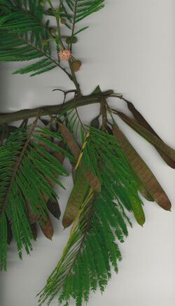 Starr-040925-9002-Leucaena diversifolia-branch-Auwahi-Maui (24716895655).jpg