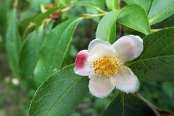 Stewartia rostrata (34663033343).jpg