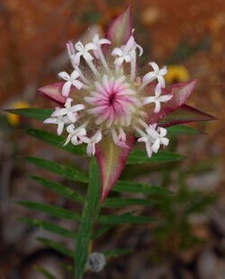 Strettle Road Reserve Pimelea-7.jpg