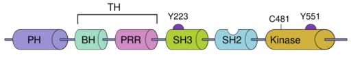 Structure of BTK.svg